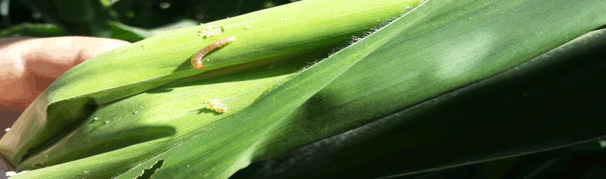 Sap Kurdu- Ostrinia nubilalis1.png